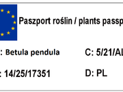  Brzoza Szczepiona Na Pniu 'Betula pendula'  Yongii  - zdjęcie duże 1