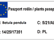  Brzoza Szczepiona Na Pniu 'Betula pendula'  Golden Cloud  - zdjęcie duże 1