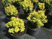  Berberys 'Berberis'  Golden Carpet  - zdjęcie duże 1