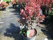  Berberys 'Berberis'  Red Jewel  - zdjęcie duże 1