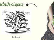  Berberys 'Berberis'  Erecta  - zdjęcie duże 3