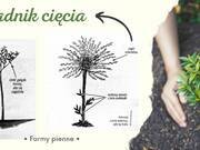  Hortensja Na Pniu 'Hydrangea panikulata' Vanilia Fraise   - zdjęcie duże 3