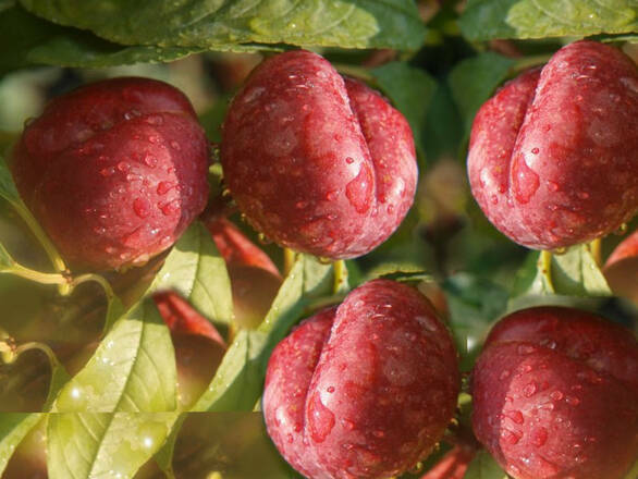  Brzoskwinia karłowa 'prunus persica' Harrow Beauty - zdjęcie główne