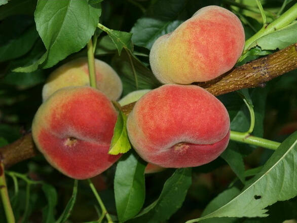  Brzoskwinia karłowa 'prunus persica' Saturn - zdjęcie główne