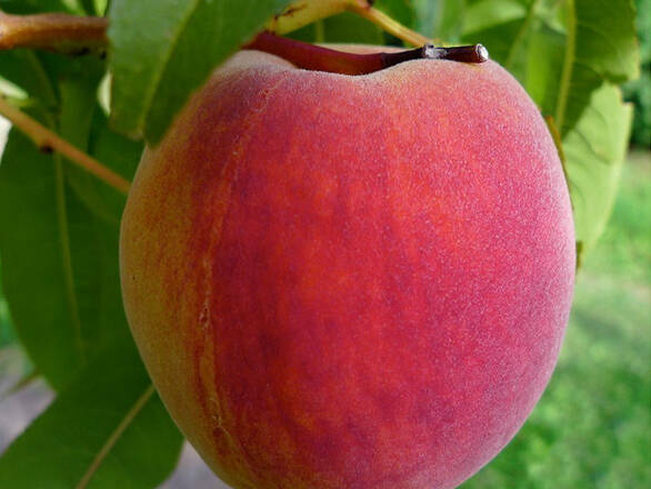 Brzoskwinia karłowa 'prunus persica' Iskra - zdjęcie główne