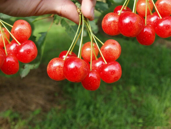  Czereśnia karłowa 'prunus avium' Bladoróżowa - zdjęcie główne