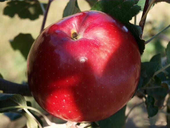  Jabłoń karłowa 'Malus domestica' Oliwka Czerwona - zdjęcie główne