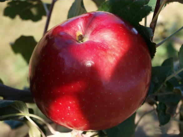 Jabłoń karłowa 'Malus domestica' Oliwka Czerwona - zdjęcie główne