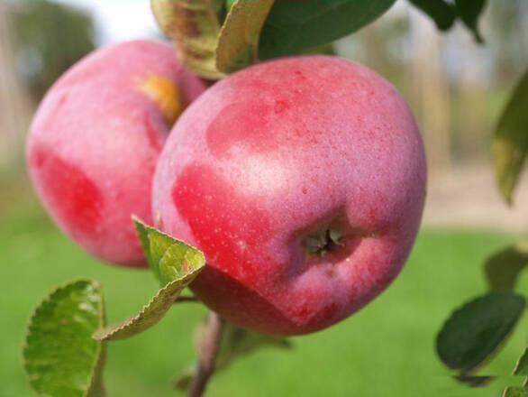  Jabłoń karłowa 'Malus domestica' Paulared - zdjęcie główne