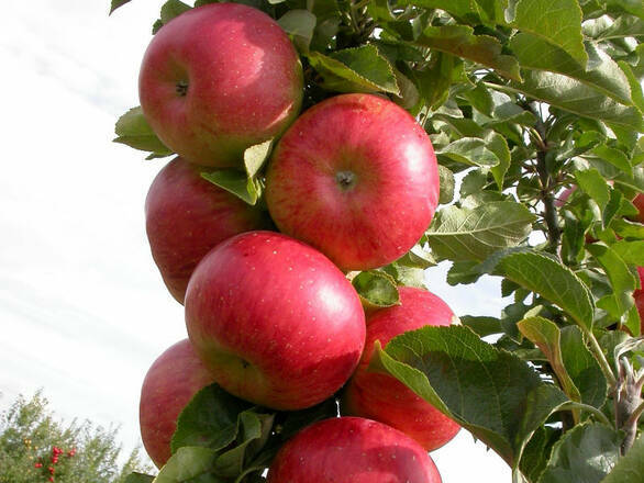  Jabłoń karłowa 'Malus domestica' Rajka - zdjęcie główne