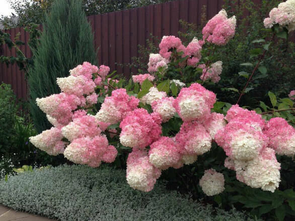 Hortensja Bukietowa 'Hydrangea panikulata' Truskawkowa - zdjęcie główne