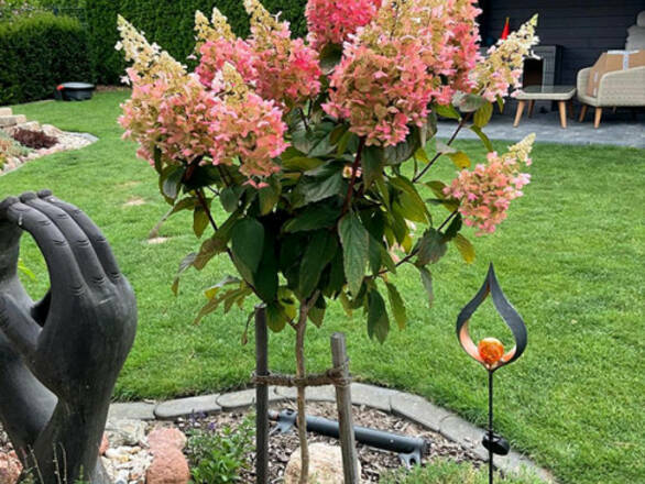 Hortensja Na Pniu 'Hydrangea panikulata' Pinki Vinki - zdjęcie główne