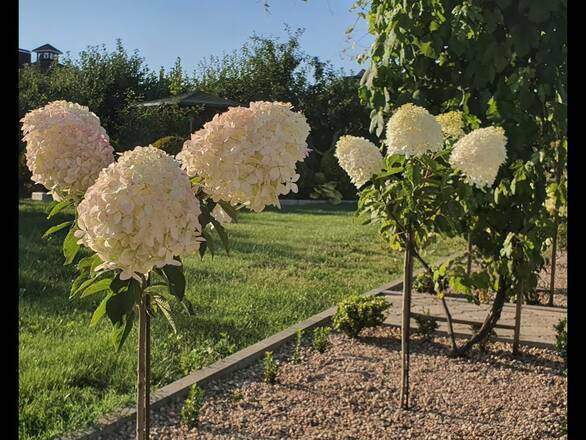 Hortensja Na Pniu 'Hydrangea panikulata' Polar Bear - zdjęcie główne