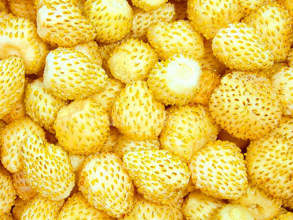 Poziomka 'Fragaria vesca L' Żółta Yellow Wonder - zdjęcie główne