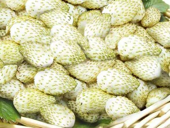 Poziomka 'Fragaria vesca L' Biała - zdjęcie główne