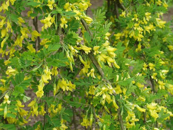  Karagana Na Pniu 'Caragana arborescens'  - zdjęcie główne