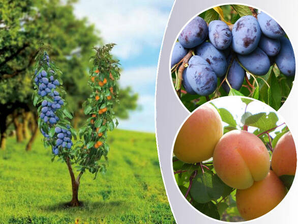 Śliwa - Morela Duo 'Prunus' Prezydent - Early Orange - zdjęcie główne
