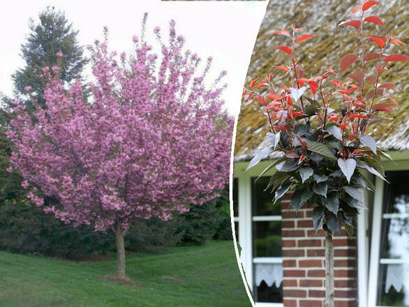  Wiśnia Piłkowana  'Prunus serrulata'  Royal Burgundy Na Pniu - zdjęcie główne