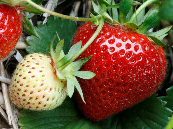 Truskawki 'Fragaria ananasa' Pandora P9 - zdjęcie główne