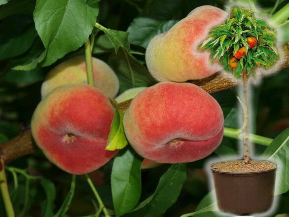Brzoskwinia kolumnowa 'Persica' Saturn Z Donicy - zdjęcie główne