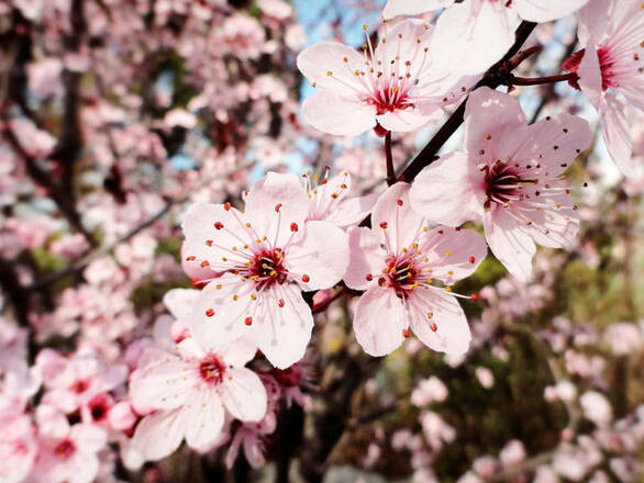  Śliwa Ozdobna  Na Pniu  Prunus cerasifera 