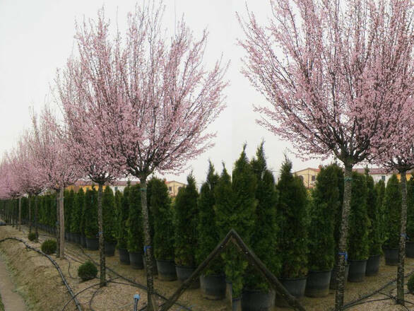  Śliwa Ozdobna  Na Pniu  Prunus cerasifera 