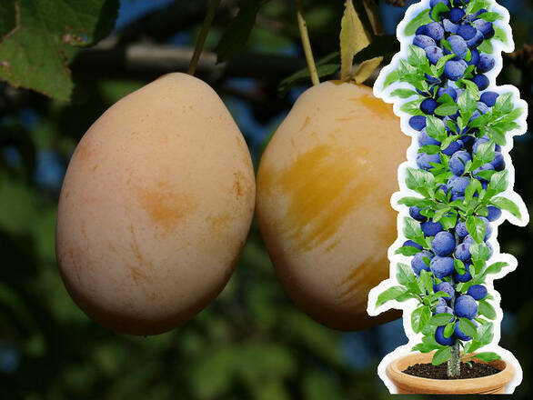  Śliwa kolumnowa 'Prunus' Renkloda Ulena Z Donicy - zdjęcie główne