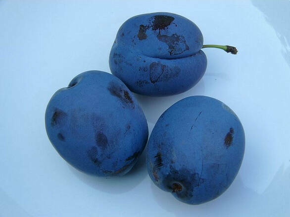  Śliwa karłowa 'Prunus domestica' Amers Z Donicy - zdjęcie główne