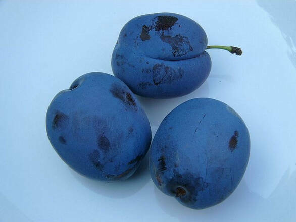 Śliwa karłowa 'Prunus domestica' Amers Z Donicy - zdjęcie główne