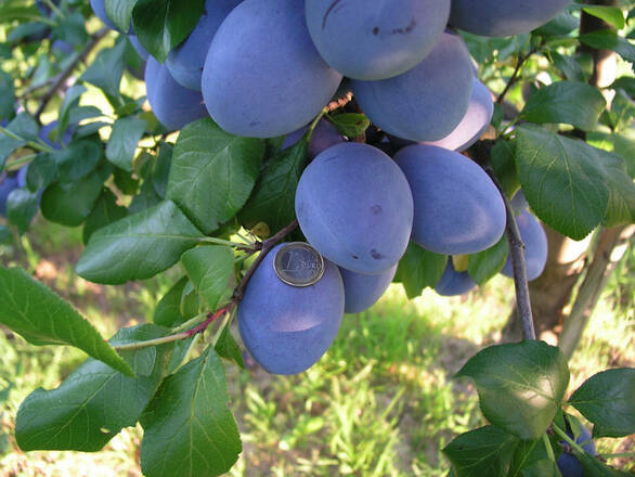  Śliwa karłowa 'Prunus armeniaca' Empress Z Donicy - zdjęcie główne