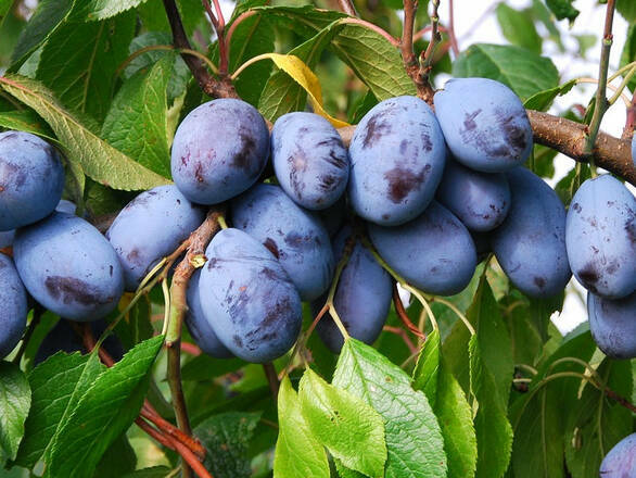 Śliwa karłowa 'Prunus armeniaca' Herman Z Donicy - zdjęcie główne