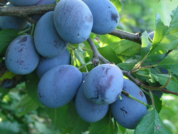  Śliwa karłowa 'Prunus armeniaca' Bluefree Z Donicy - zdjęcie główne