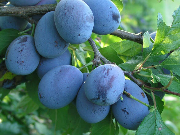 Śliwa karłowa 'Prunus armeniaca' Bluefree Z Donicy - zdjęcie główne