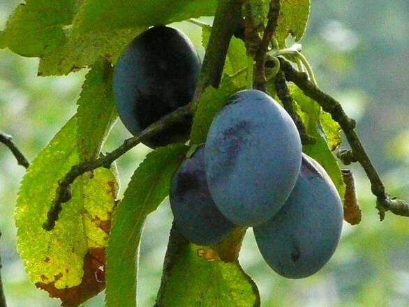  Śliwa karłowa 'Prunus armeniaca' Jubileum Z Donicy - zdjęcie główne