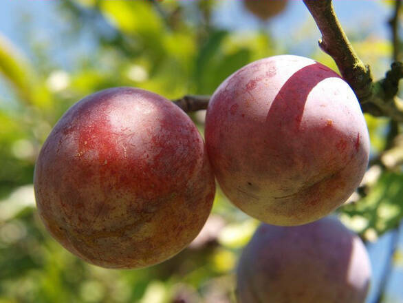  Śliwa karłowa 'Prunus armeniaca' Królowa Wiktoria Z Donicy - zdjęcie główne