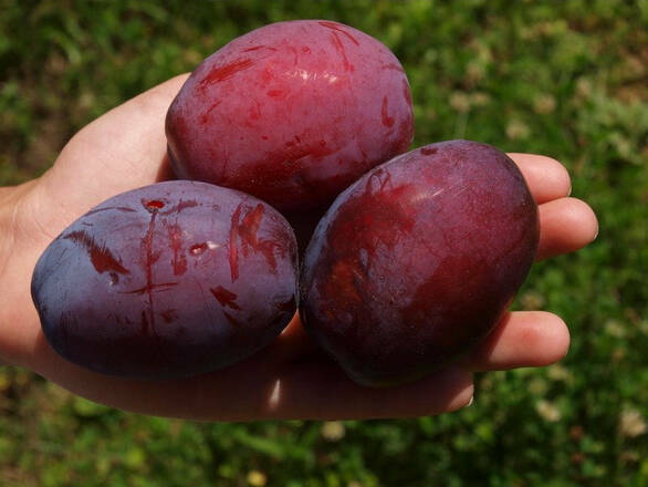  Śliwa karłowa 'Prunus armeniaca' Opal Z Donicy - zdjęcie główne