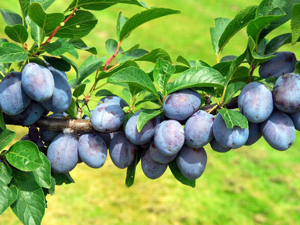  Śliwa karłowa 'Prunus armeniaca' Węgierka Wczesna Z Donicy - zdjęcie główne