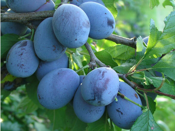 Śliwa karłowa 'Prunus armeniaca' Stanley Z Donicy - zdjęcie główne
