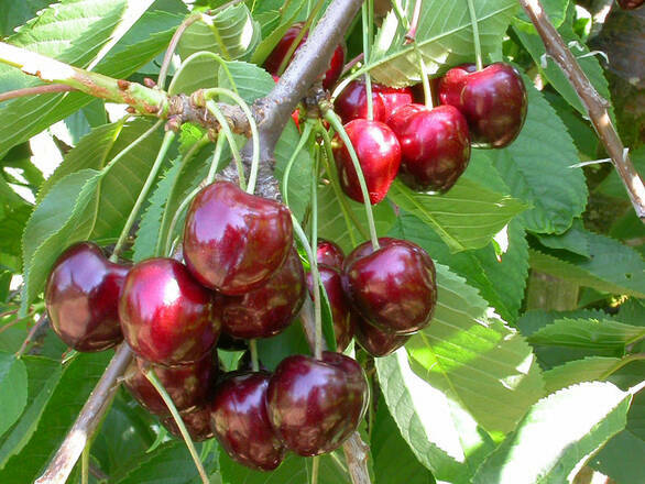 Wiśnia karłowa 'Prunus fruticosa' Diament Z Donicy - zdjęcie główne