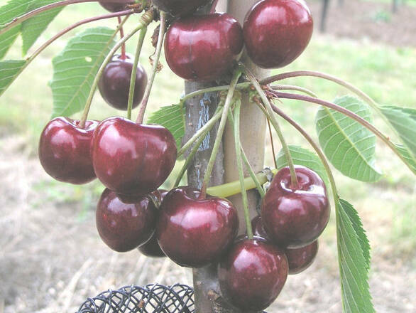  Wiśnia karłowa 'Prunus fruticosa' Czerecha Grubińska Z Donicy - zdjęcie główne