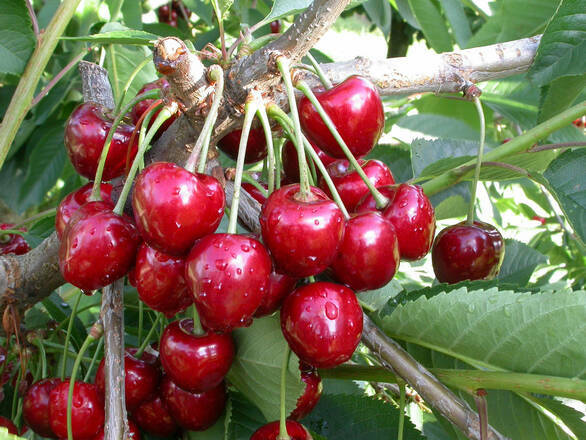 Wiśnia karłowa 'Prunus fruticosa' Debreceni Z Donicy) - zdjęcie główne