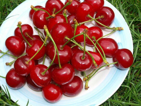 Wiśnia karłowa 'Prunus fruticosa' Erdi Botermo Z Donicy - zdjęcie główne