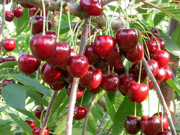 Wiśnia karłowa 'Prunus fruticosa' Granat Z Donicy - zdjęcie główne