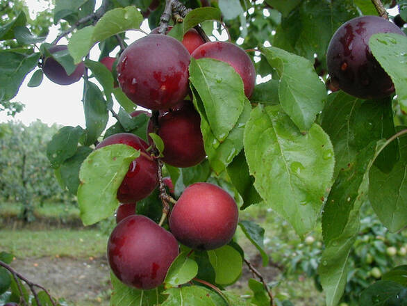 Nektaryna karłowa 'Prunus persica' Red Gold Z Donicy - zdjęcie główne