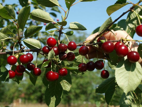  Wiśnia karłowa 'Prunus fruticosa' Groniasta Z Donicy - zdjęcie główne