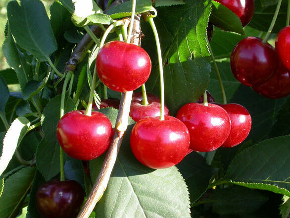  Wiśnia karłowa 'Prunus fruticosa' Kelleris Z Donicy - zdjęcie główne