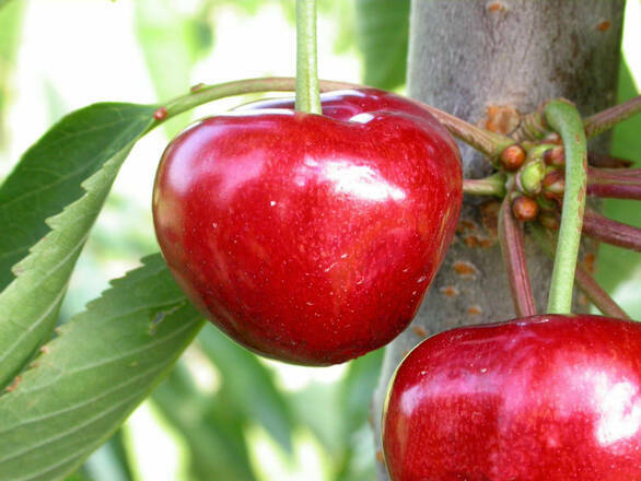 Wiśnia karłowa 'Prunus fruticosa' Lucyna Z Donicy - zdjęcie główne