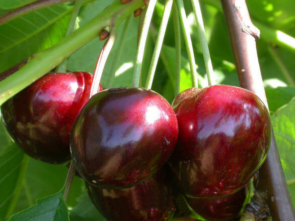  Wiśnia karłowa 'Prunus fruticosa' Łupka Rosyjsk Z Donicy - zdjęcie główne