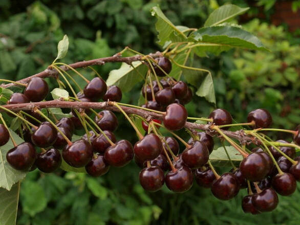 Wiśnia karłowa 'Prunus fruticosa' Nowotomyska Z Donicy - zdjęcie główne