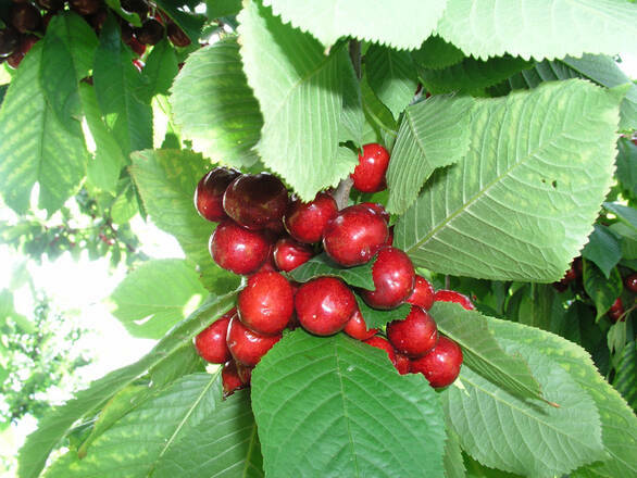  Wiśnia karłowa 'Prunus fruticosa' Sabina Z Donicy - zdjęcie główne